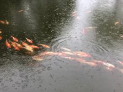 -西湖外事游船(花港观鱼码头)