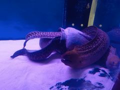 -沙沙哗啦海洋馆(华宇百花谷店)