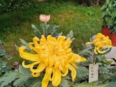 -香山公园