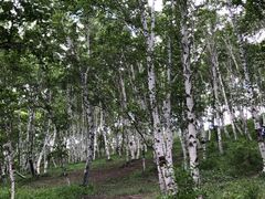 -乌兰布统景区-白桦林