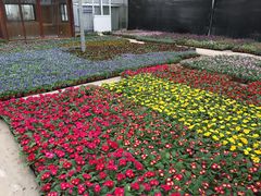 -龙大花卉苗木市场