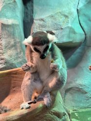 -Zoolung Zoolung动物主题公园(海信广场店)