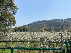 -树山生态村