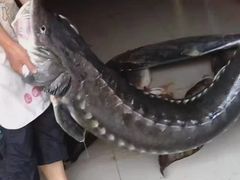 -老东北三江野生大鱼坊(登封店)