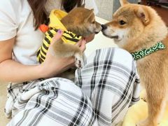 -逗柴咖啡屋·狗咖猫咖宠物桌游