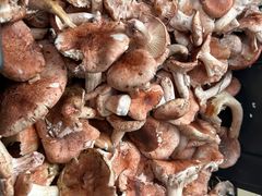 -草墩罗非鱼庄•野生菌•腊排骨(七星街上段店)