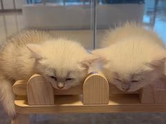 -爪爪喵星球·猫舍(前海卓越店)