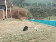 -泉州海丝野生动物世界