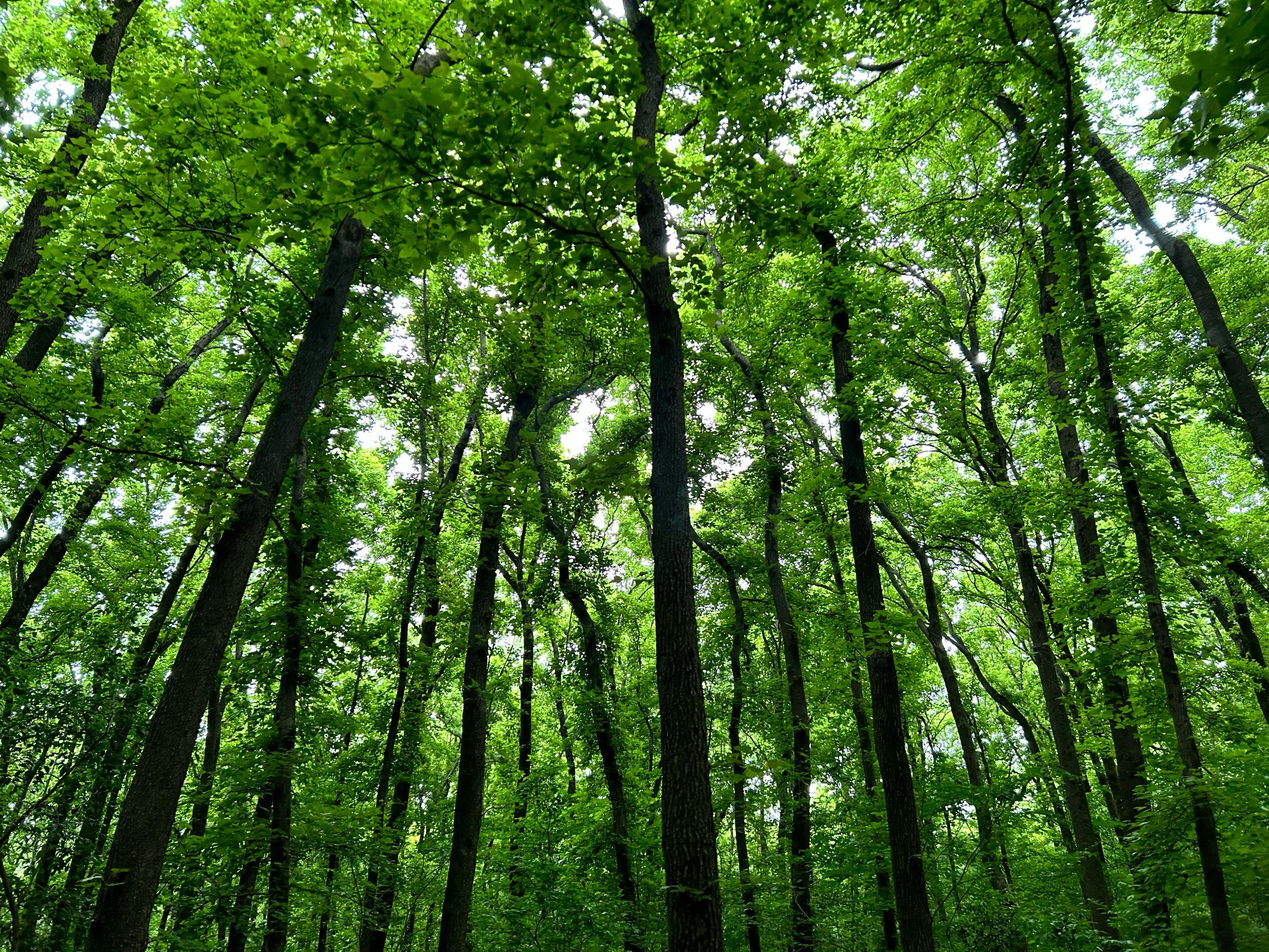 钟山风景区的绿色简直太美啦!