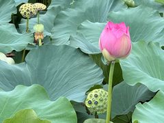 -荷塘月色湿地公园·向阳花洲