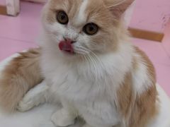 -爪爪喵星球·猫舍(前海卓越店)