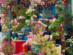 -溪岸路花鸟市场