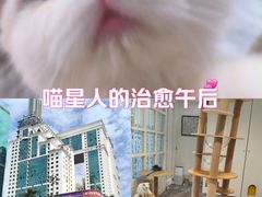-楼上猫咖(罗湖店)
