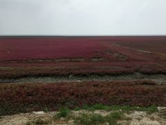 -红海滩国家风景廊道