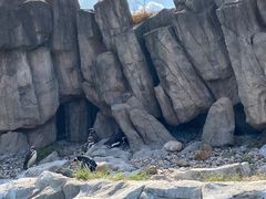 -上海野生动物园