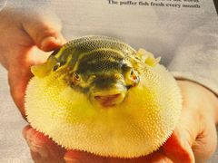 -肆月河豚·新淮扬(金融街店)