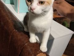 -猫小院猫主题餐厅(三里屯店)