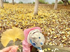 -大兴滨河森林公园