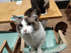 -猫色咖啡·猫咖
