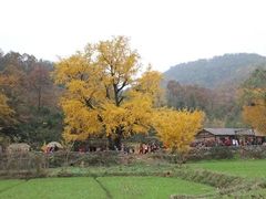 -千年银杏谷文化旅游区