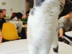 -团子家猫咪猫咖馆·柯基·柯尔鸭