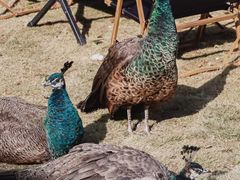 -J Create城市露营咖啡·简餐·宠物(上海动物园店)