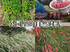 -华侨公园