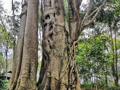 -瑞丽独树成林风景区
