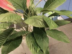 -百富源·海鲜辽菜(和平北大街店)