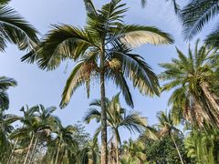 -中国科学院西双版纳热带植物园