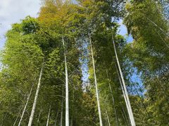 -上海佘山国家森林公园天马山园