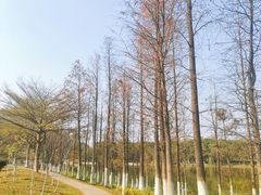 -东莞植物园