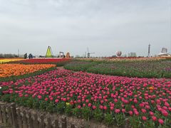 -荷兰花海