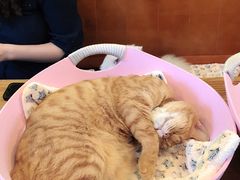 -李小姐の猫咖啡馆(五角场店)