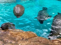 -海合安成都极地海洋公园