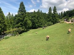 -神户市立六甲山牧场