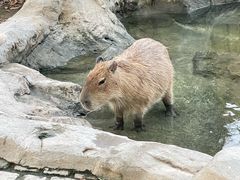 -上海野生动物园
