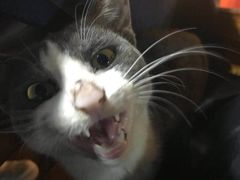 -乡绅本色白家厨坊