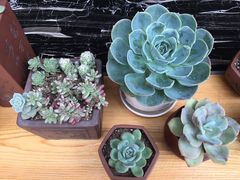 -谷咖啡·鲜花绿植花园餐厅