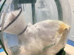 -爱牧宠物医院·猫专科·骨科·内窥镜(甪直店)