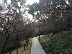 景点-金鸡山公园
