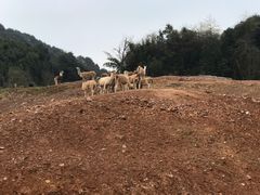 -杭州野生动物世界