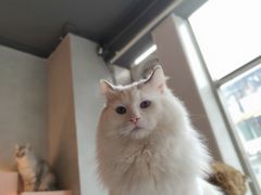 -猫儿山۰猫主题餐厅