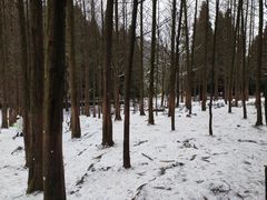 -武陵山森林公园