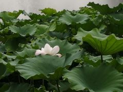 -龙头寺公园