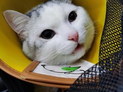 -伟伟宠物医院·CT影像中心·瑞派犬猫综合性门诊(汉口总院)