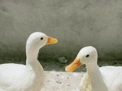 -前小桔亲子创意农场·草莓采摘·露营烧烤