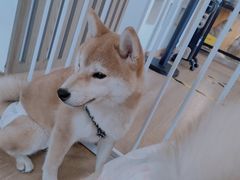 -南京Hallo宠物乐园·哈罗犬舍·柴犬繁育基地