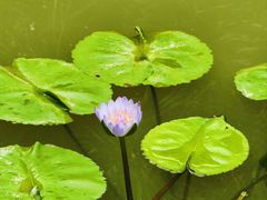 -中国科学院华南植物园