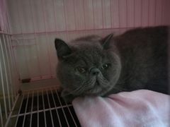 -瑞鹏宠物医院·骨科·猫科·内科(第一中心)